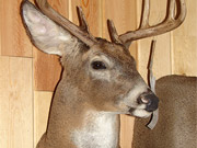 White Tail Deer Mount - Great Bear Taxidermy