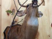 White Tail Deer Mount - Great Bear Taxidermy