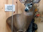 White Tail Deer Mount - Great Bear Taxidermy