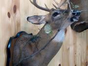 White Tail Deer Mount - Great Bear Taxidermy