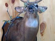 White Tail Deer Mount - Great Bear Taxidermy