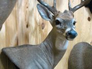 White Tail Deer Mount - Great Bear Taxidermy