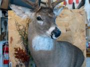 White Tail Deer Mount - Great Bear Taxidermy