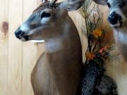 White Tail Deer Mount - Great Bear Taxidermy