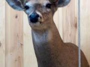 White Tail Deer Mount - Great Bear Taxidermy