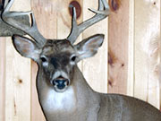 White Tail Deer Mount - Great Bear Taxidermy