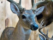 White Tail Deer Mount - Great Bear Taxidermy