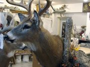 White Tail Deer Mount - Great Bear Taxidermy