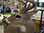 White Tail Deer Mount - Great Bear Taxidermy