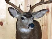 White Tail Deer Mount - Great Bear Taxidermy