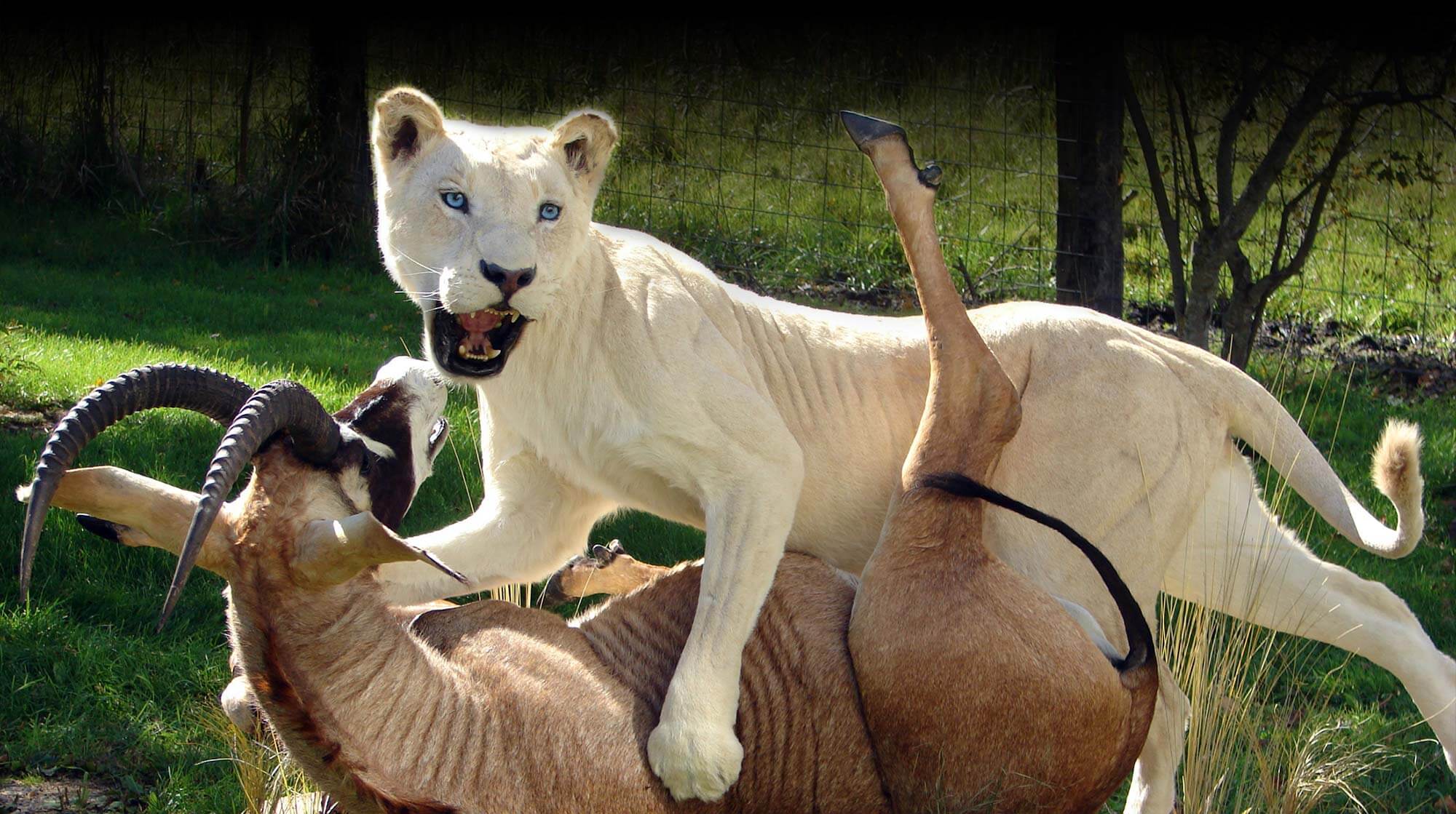 Life sized mount of a female lion wrestling an antelope