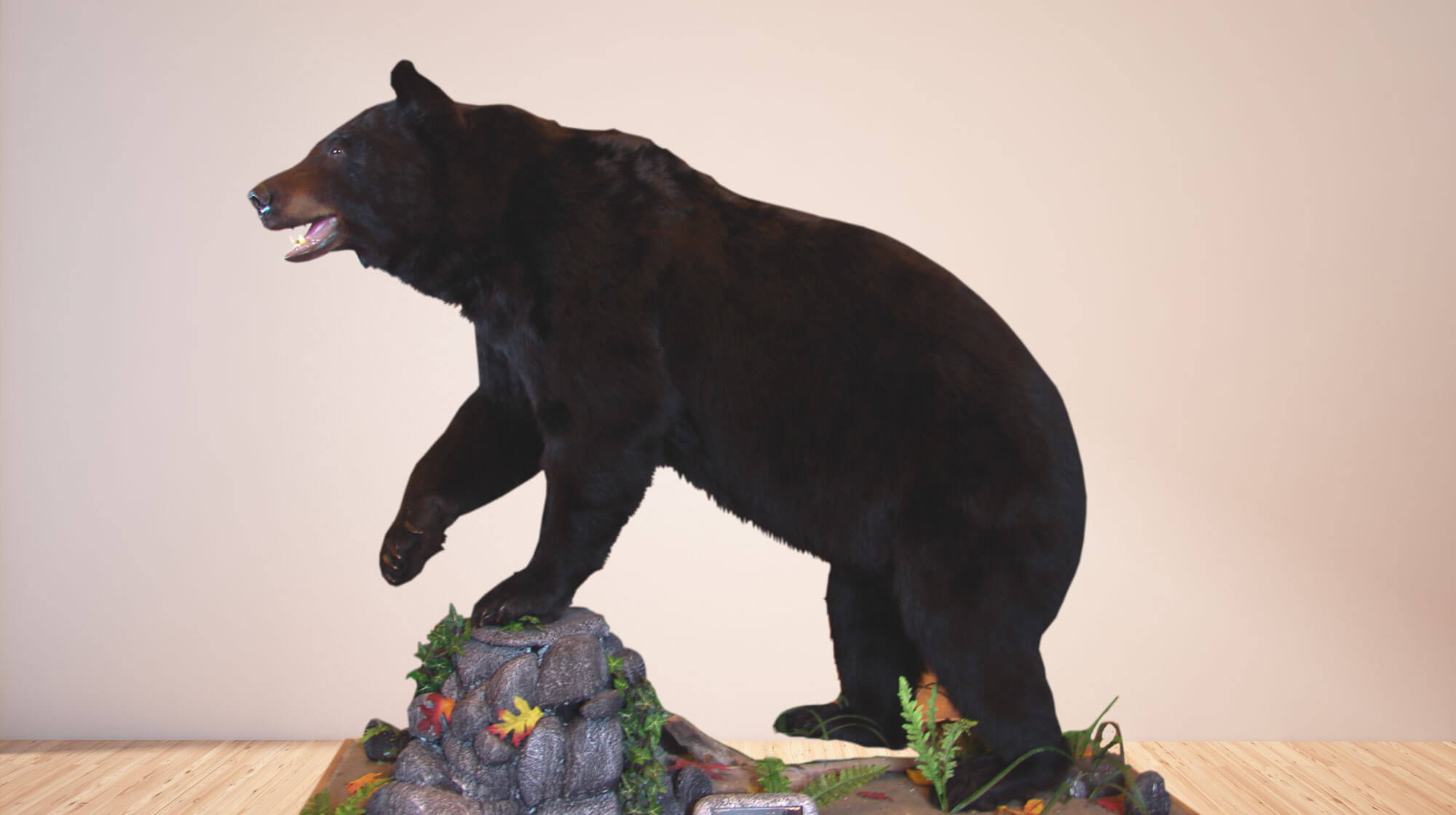 Life size mount of a black bear