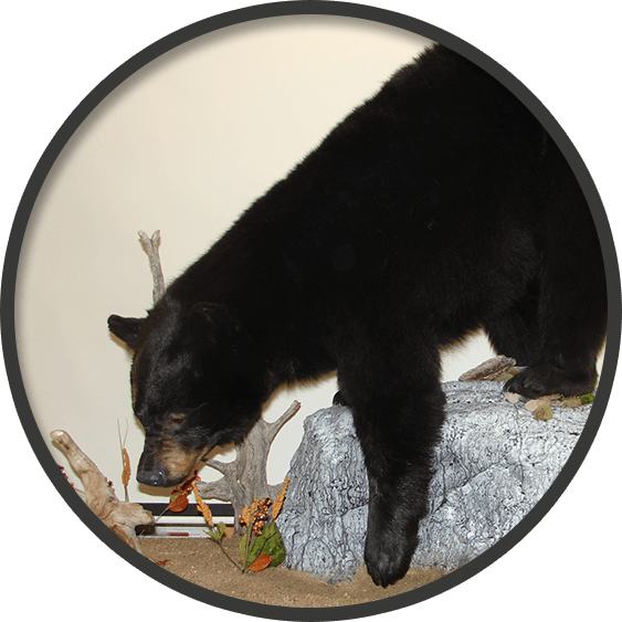 Mount of a life size black bear climbing down a rock