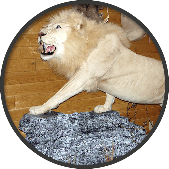 Mount of a life size white male lion standing on a rock