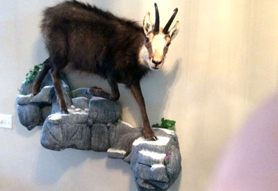 Life size mount of an exotic mountain goat