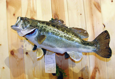 Large Mouth Bass mounted on drift wood