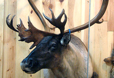 Game Head mount of a large male elk