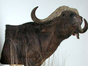 African Animal Mount - Great Bear Taxidermy