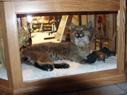 Taxidermy Mounts in Custom Cabinets - Great Bear Taxidermy