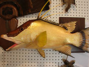 Taxidermy Fish Reproduction - Great Bear Taxidermy