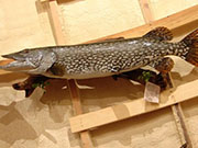 Taxidermy Fish Reproduction - Great Bear Taxidermy