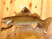 Fish Mount - Great Bear Taxidermy
