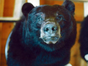 Game Head Mount - Great Bear Taxidermy