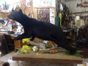 Life Size Mount - Great Bear Taxidermy