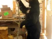 Life Size Mount - Great Bear Taxidermy
