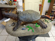 Reptile Mount - Great Bear Taxidermy