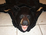 Animal Skin Rugs - Great Bear Taxidermy
