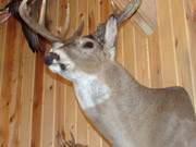 White Tail Deer Mount - Great Bear Taxidermy