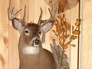 White Tail Deer Mount - Great Bear Taxidermy