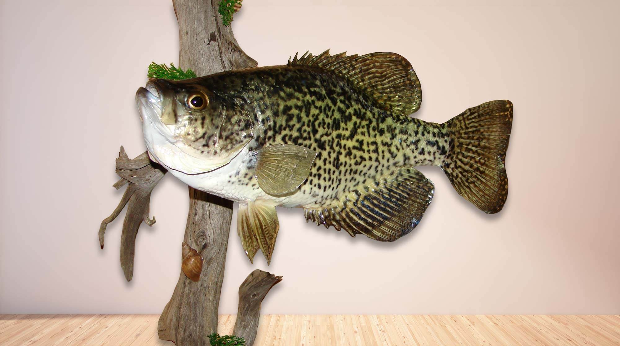 Mount of a large black crappie